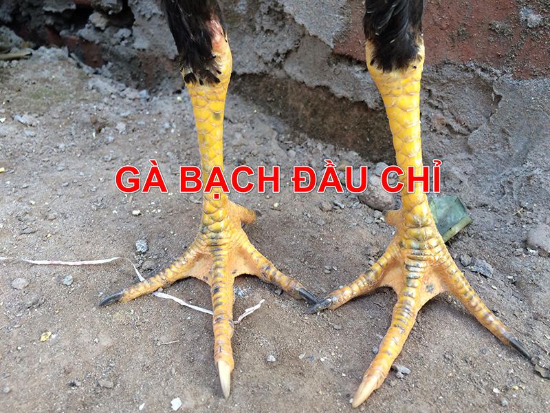 gà bạch đầu chỉ