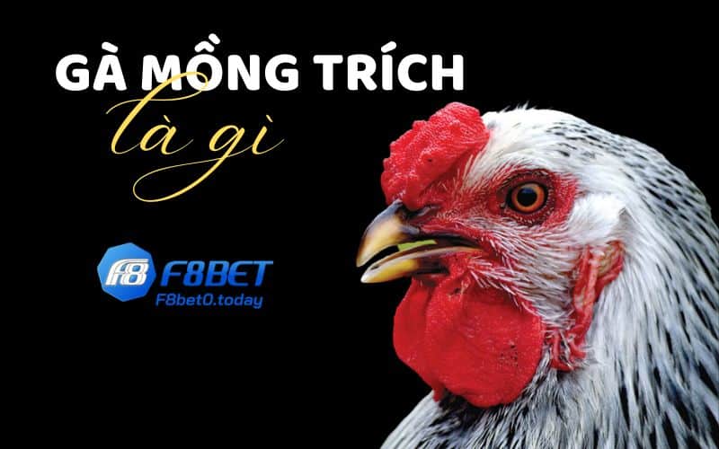 gà mồng trích